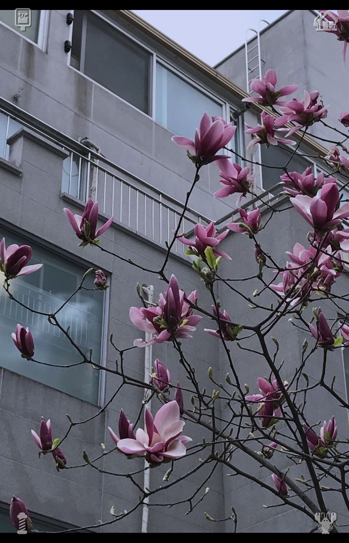 PettusDwayne's tweet photo. Celebrate your birthday with cheerful tidying and blooms, while noting concrete milestones in your journal—don't let the snide remarks of others distract you. Stay focused on your goals, working steadily in silence, and your relentless dedication will turn those distant dreams https://t.co/wVT9uwuvRU