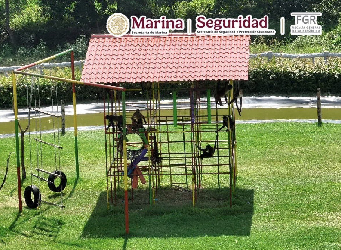 FGRMexico's tweet photo. Elementos de la @SEMAR_mx, #FGR y @SSPCMexico, aseguraron cinco inmuebles y más de 130 animales exóticos en #Tamaulipas. https://t.co/8pljTUSHjw