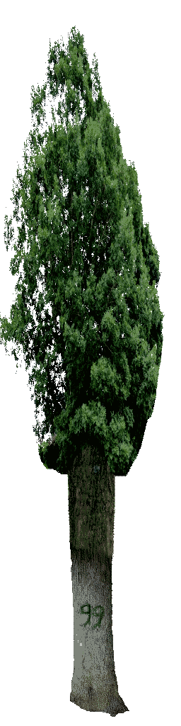 ClassicEraBaldi's tweet photo. In the camping field trip prior to V0.3 (as well as Field Trip demo), one of the trees in the forest had the number 99 carved on the wood trunk. Since this tree randomly spawned, it was  incredibly hard to locate it due to the tremendous number of trees  located everywhere. https://t.co/3P9pCKCsag