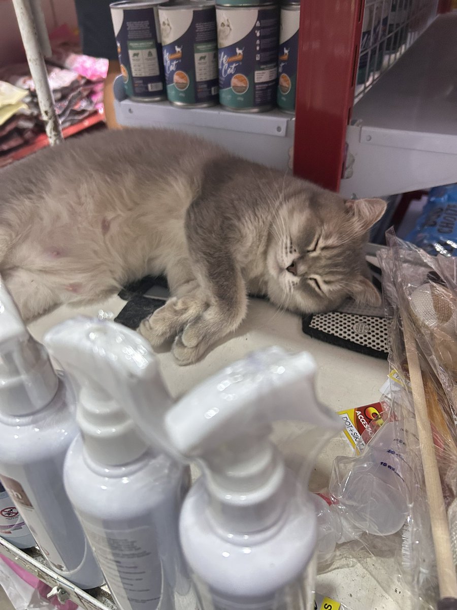 dimsumletters's tweet photo. Lagi beli pasir kucing, ketemu si gembrot tiduran di etalase. Reflek banget
‘Mas ini dijual?’
‘Enggak mbaaaak itu kucing saya 😭😭😭’ https://t.co/pXjQqT6yrG