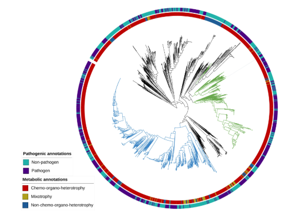 ASMicrobiology's tweet photo. Why aren't archaea pathogenic? Research in #mBio suggests that archaea living within eukaryotic, multicellular hosts lack the ability to use organic compounds as sources of energy, electrons & carbon—a a metabolic capability correlated with pathogenicity. https://t.co/NFMNB6UK0x https://t.co/u4FgUZnJKp