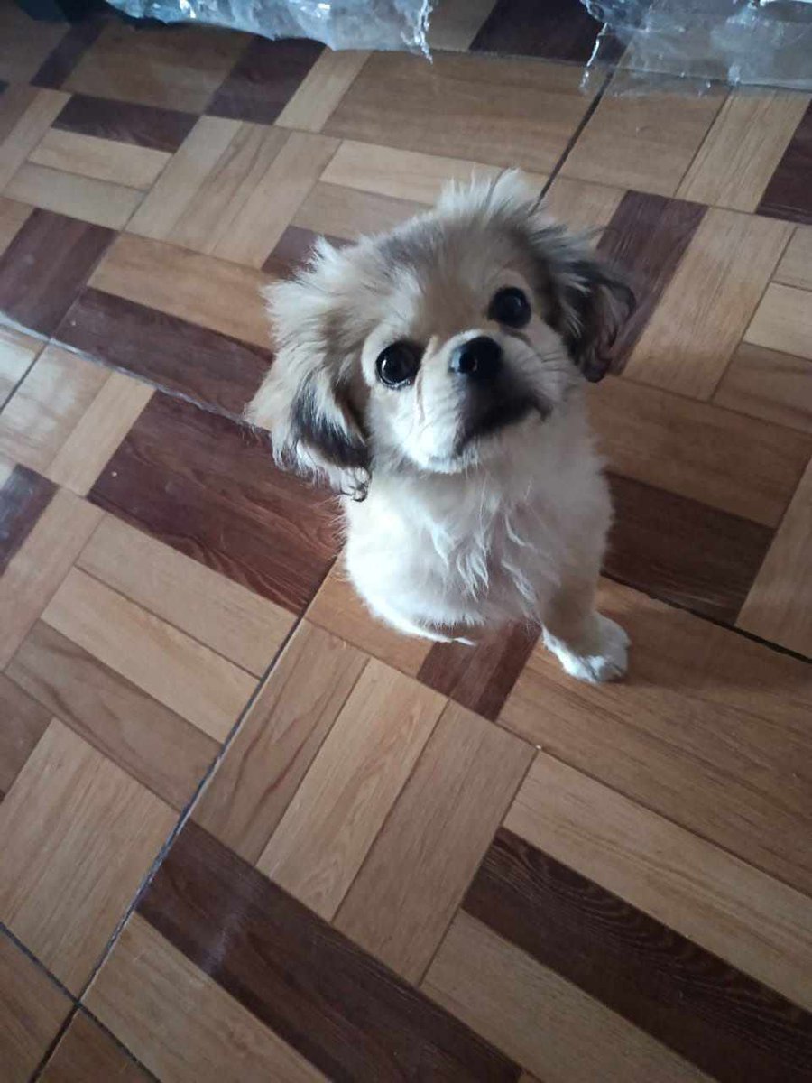 AlertaMePerdi's tweet photo. #PERDIDO #NARANJITO
Nombre: #Patico
Fecha: 2026-08-25
Sector: Centro, Bucay Recinto el batan
Sexo: Macho
Raza: Pequines
Observación: Orejitas como n todas n tonk más oscuro
Contacto: +593 98 267 8292
¡Ayúdalo a volver con su familia!
#AlertaMePerdí https://t.co/Gl460pzaYy