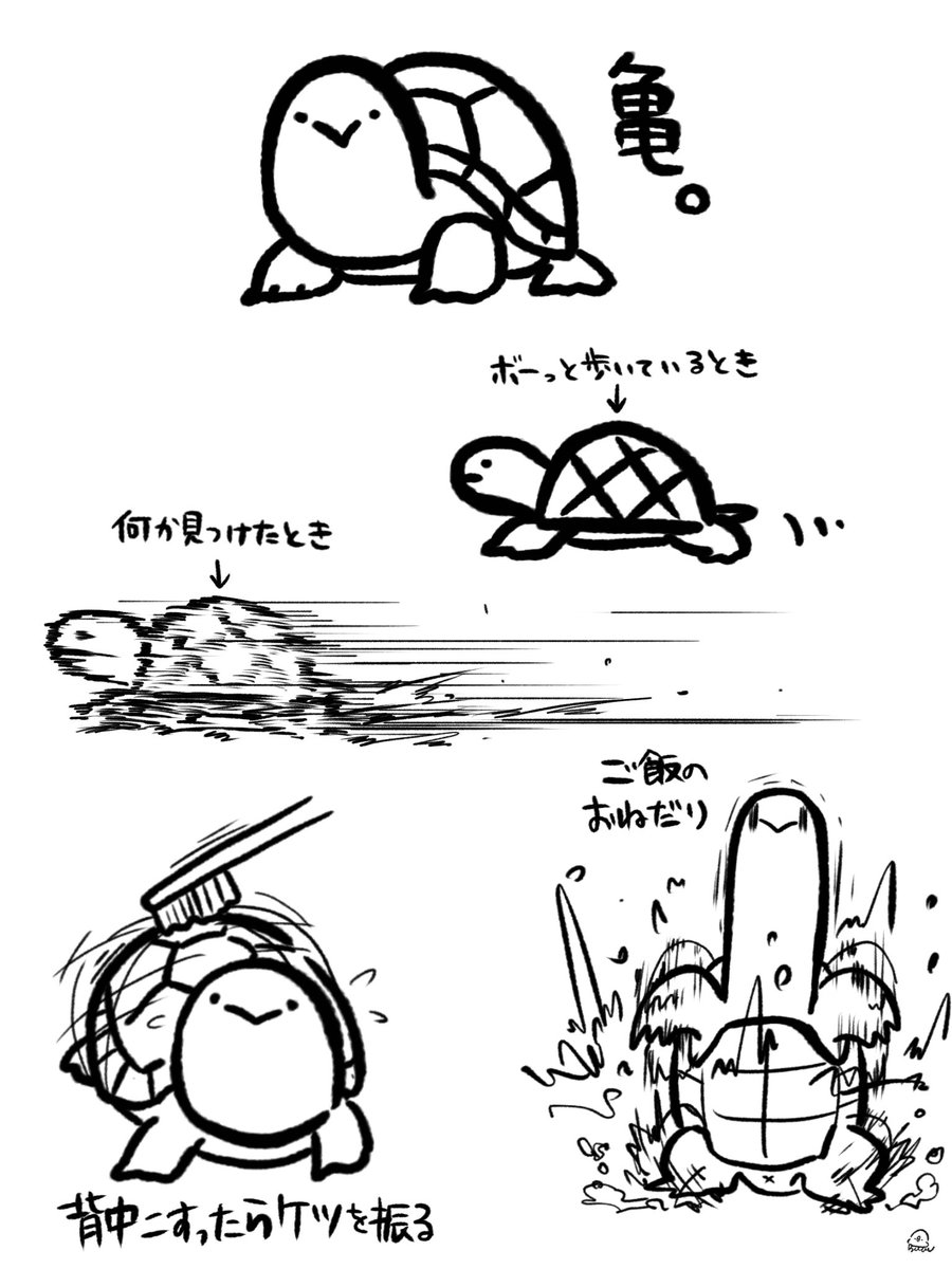 BuncheeAZ's tweet photo. 亀紹介。可愛いよ https://t.co/rkJI4LUZbV