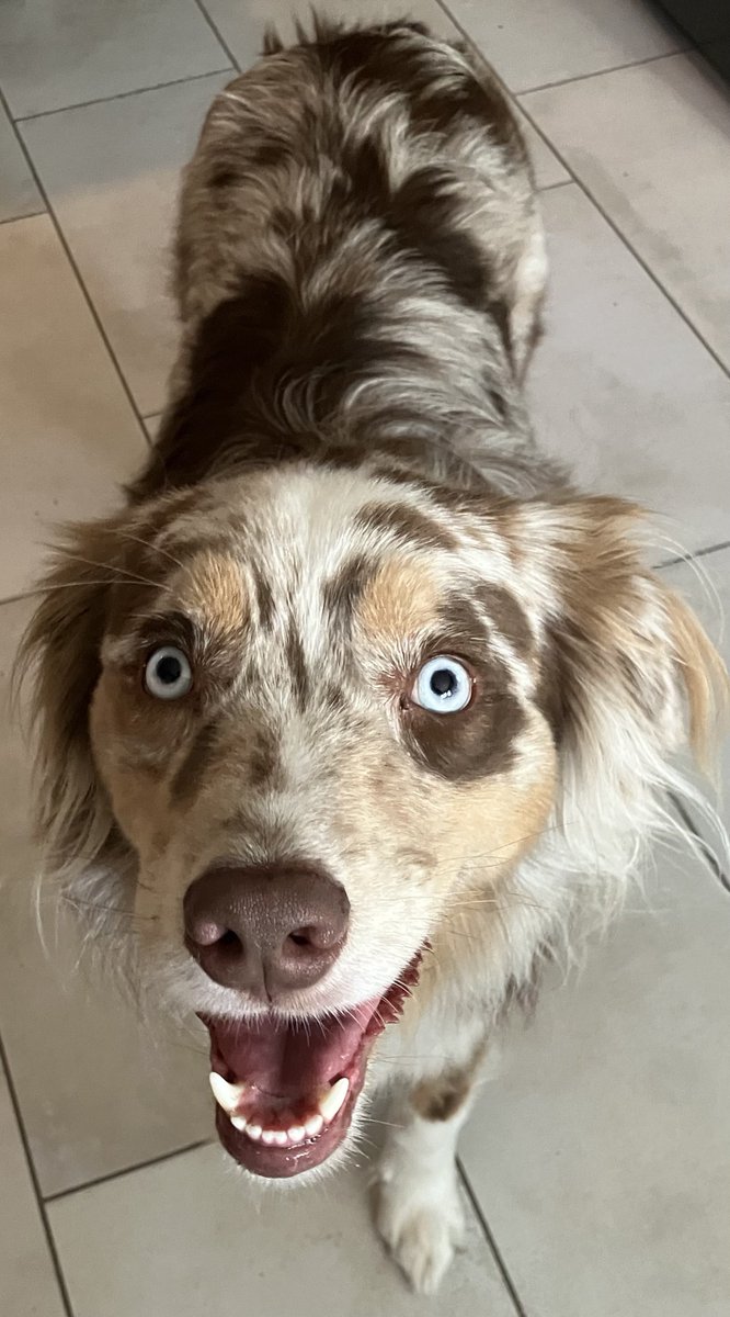 rainbowveg's tweet photo. the face of an unrepentant imp who just ate my breakfast sausages and knows i will do absolutely nothing about it https://t.co/LXlQATOVbh