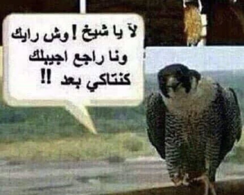 happydajma's tweet photo. اللي معي بالدوام يعاملوني كأنهم يطلبون من بوفيه او كانهم يتكلمون مع chatgpt ! 

اشك احيانا اني اشتغل مع مجانين!!!! يطلبوني اطلع افكار تسويقيه اليوم ويبونها بعد ساعتين ؟ https://t.co/m8PabAgs16