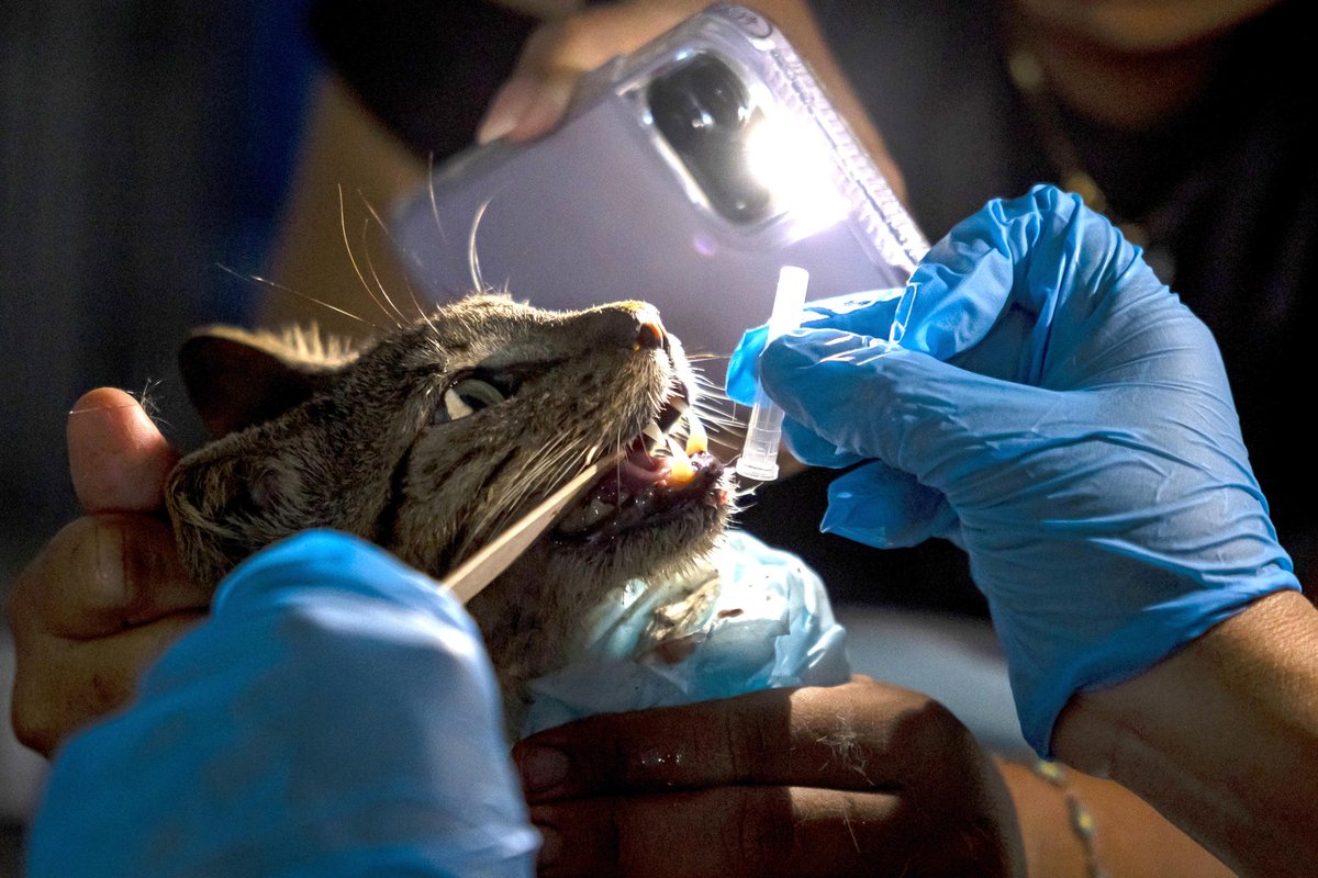 AlbertoRodNews's tweet photo. FOTOGALERÍA | Mascotas víctimas de los sismos en Venezuela esperan por un hogar: "Pedimos una oportunidad para todos" https://t.co/VaSj1yLpjA https://t.co/GdaBOEFmGg