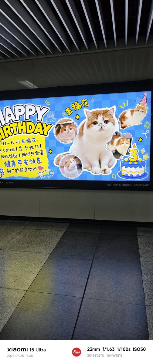 888promax's tweet photo. 成都地铁站太可爱了，有爱猫主人给自己家乖乖打广告嘞 https://t.co/ksvQaUTFOY