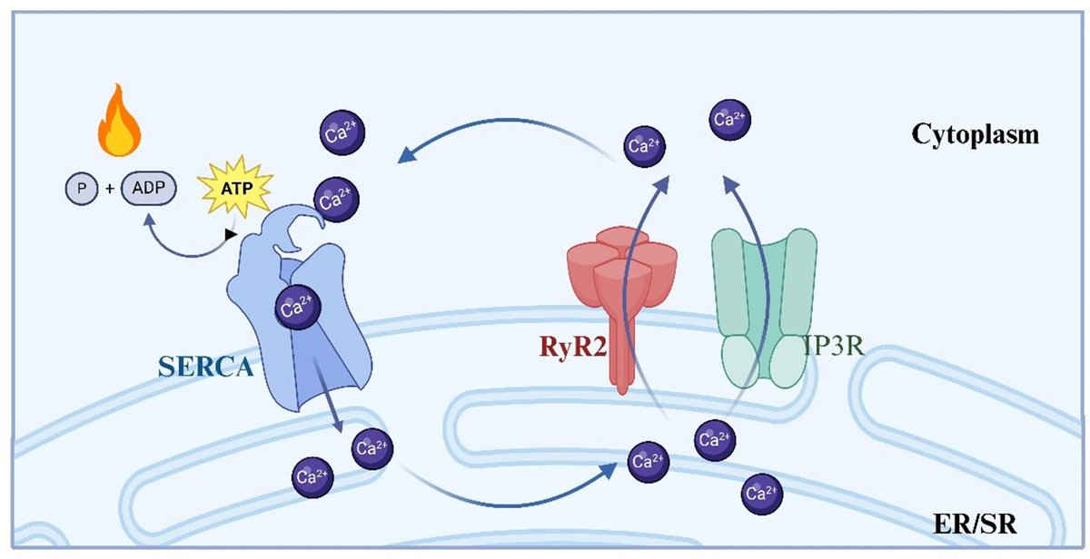 JPBY_official's tweet photo. Molecular mechanisms of #ucp1independent_thermogenesis: the role of #futile_cycles in energy dissipation https://t.co/1uenL35EXH
#Adipose_tissue #Skeletal_muscle #Calcium_cycle #Creatine_cycle #Lipid_cycle https://t.co/dESRFYhN0C