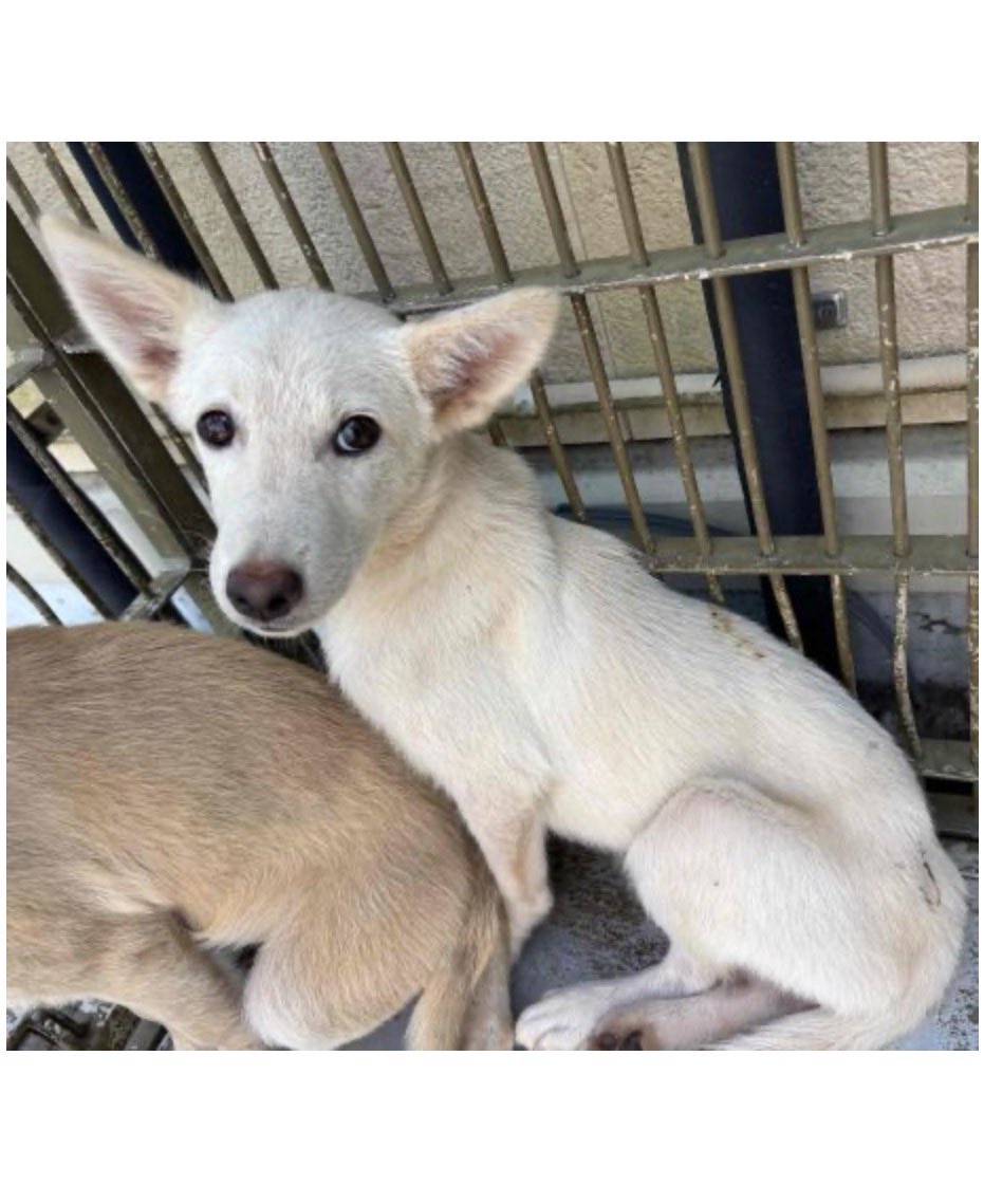 fukushiyamesagi's tweet photo. 🆘緊急🆘#収容犬
🆘⚠️掲載期限超過⚠️
8/20(木)千葉県山武郡九十九里町粟生
薄茶
白
雑種犬♀×2
📲千葉県動物愛護センター🙇🏻‍♂️#みのりの郷東金
迷い迷子保護ミックスイヌいぬメス茶色白いクリームベージュ大網白里市茂原白子福俵求名NAKAMICHIハーブガーデン海道の駅サンピアめん屋まぐ郎 #あられちゃん家

🚨掲載期限が超過しています‼️

🚨8/20(木)、同じ地域(九十九里町粟生)より 「薄茶色」「メス」「中型」「首輪無・鑑��無」とされる犬と、「白色」「メス」「中型」「首輪無・鑑札無」とされる犬の2頭が収容されています‼
🚨️飼い主様、関係者様は大至急お迎えをお願いいたします🙏🏻
🚨収容犬にお心当たりのある方は大至急センター迄ご連絡をお願いいたします📲🙇🏻‍♂️

◎公示には以下の記載があります🐕

【管理番号】in260820-01
「雑種・薄茶色*・メス**・中型・成犬　首輪無***・鑑札無」

【管理番号】in260820-02
「雑種・白色*・メス**・中型・成犬　首輪無***・鑑札無」

＊公示掲載画像の動物は、撮影・再生条件、被毛・皮膚の濡れ・汚れ、或いは傷���等により色合いや印象が逸走当時とは違って見える場合があります。また毛色・毛柄等の認識・表現は個人の感覚等によっても異なる為、【管理番号】in260820-01の犬が「薄茶色」としてではなく、クリーム(色)、ベージュ(色)、薄茶白(色)、白薄茶(色)、茶(色)、茶白(色)、白茶(色)、或いは赤犬等として、【管理番号】in260820-02の犬が「白色」としてではなく、薄茶(色)、クリーム(色)、ベージュ(色)、或いは白い犬、白犬等として捜索されている可能性もあります。収容犬の特徴の詳細はセンター迄お問い合わせください(※迷子動物をお探しの方は直接センターへ出向かれてのご確認が確実です。)📲🙏🏻

＊＊収容動物は長毛、傷病、或いは興奮等により性別の確認が困難な場合があり、公示記載の性別が後日訂正される場合もあります。正確な情報はセン��ー迄お問い合わせください📲🙇🏻‍♂️

＊＊＊首輪・ハーネス等は放浪中に外れた可能性もあり、跡が残っている場合もあります 。詳細はセンター迄お問い合わせください📲🙏🏻

⚠️公示には、マイクロチップに関する記載はありません。詳細はセンター迄お問い合わせください📲🙇🏻‍♂️

⚠️⚠️傷病等の有無・状態、収容状況等については���ンター迄お問い合わせください 📲🙏🏻

◎迷子動物は市区町村境・都県境等を越境して収容される場合もあります。

◎公示に記載がなく、掲載画像からも不明な収容動物の特徴等についてはセンター迄お問い合わせください📲🙇🏻‍♂️

◎各センター・保健所等の公示記載の犬種・猫種は、DNA検査により鑑定されたものではないと考えられますので、公示記載の犬種・猫種等は推定であり目安とお考えください🙏🏻

◎収容動物は長期放浪等の影響による容姿の変化、或いは首輪等の脱落、色柄・形状等の経年劣化、放浪中の他者による装着等の可能性があります。公示に掲載画像がある場合でも、撮影・再生条件、被毛・皮膚の濡れ・汚れ・傷病等により動物の目の色や毛柄等の特徴、或いは経年劣化等により首輪等の色柄・形状等が逸走当���とは違って見える可能性があります。またリンクのミス等により掲載画像に別の個体や装着品が表示されるケースも稀に見られます。公示記載情報、或いは掲載画像からの印象と、動物の逸走当時の容姿、装着品との多少の差異に拘らずセンターでのご確認をお願いいたします🙇🏻‍♂️

お問い合わせ
所属課室：健康福祉部動物愛護センタ−保護指導課
電話番号：0476-93-5711
ファックス番号：0476-93-5326
📩https://t.co/3dRK12YuDg

個人等で保護している動物情報(千葉県※千葉市・柏市・船橋市を除く)
⏩https://t.co/Pe6hAQzoys

収容犬情報  千葉県動物愛護センター(本所)
⏩https://t.co/Nalitv8jxO

【管理番号】in260820-01 (画像左)

【管理番号】in260820-02 (画像右)