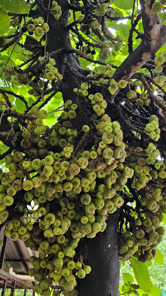 greenspace_ra's tweet photo. A wonder of nature — the fig tree
How beautiful it is to see it laden with fruits growing in clusters straight from the trunk and branches. Green Space
#NatureWonder #FigTree #NaturePhotography
#BotanyLovers #WondersOfNature
#GreenEarth #WildNature https://t.co/NUTwVZrfeD