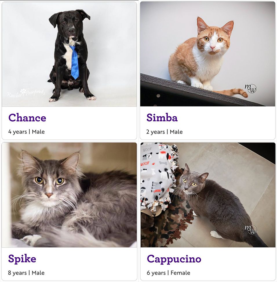 NEHumaneSociety's tweet photo. Hey! We have a lot of animals! Which means it's time for an adoption special! 🐶❤️🐱

Starting today, all dogs 25lbs+ and all cats one year or older have adoption fees of just $25! https://t.co/y6qexQyyTG