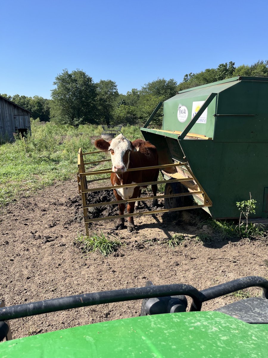 agronomistryan1's tweet photo. Dumbest Hereford that’s ever Hereford’ed. https://t.co/OQIxEpRRo1