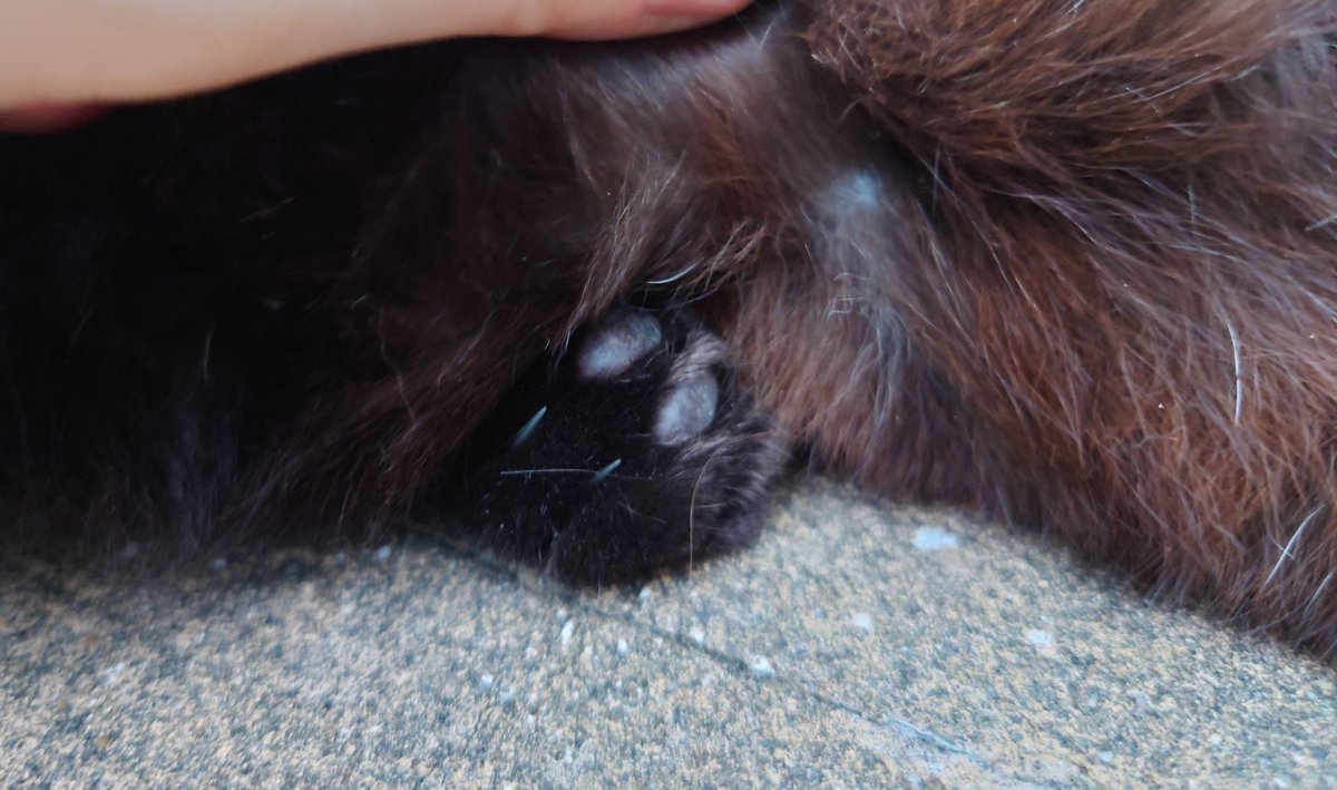 a_s_selene's tweet photo. ぷにぷにをまさぐられても爆睡🐱🐾 https://t.co/fYkBmu2b78