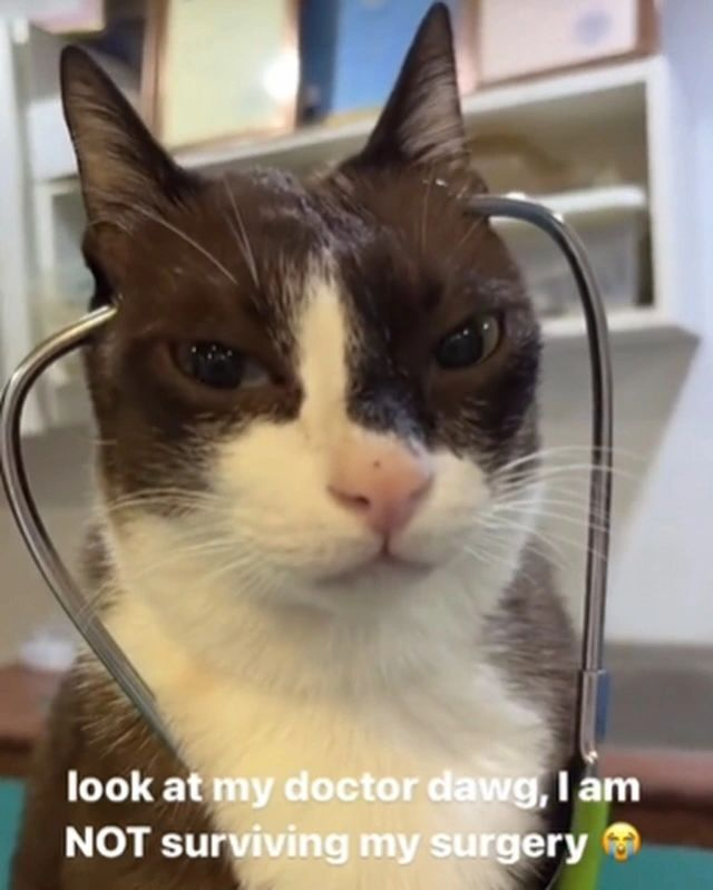 PunchingCat's tweet photo. https://t.co/QGQjHDlvKQ