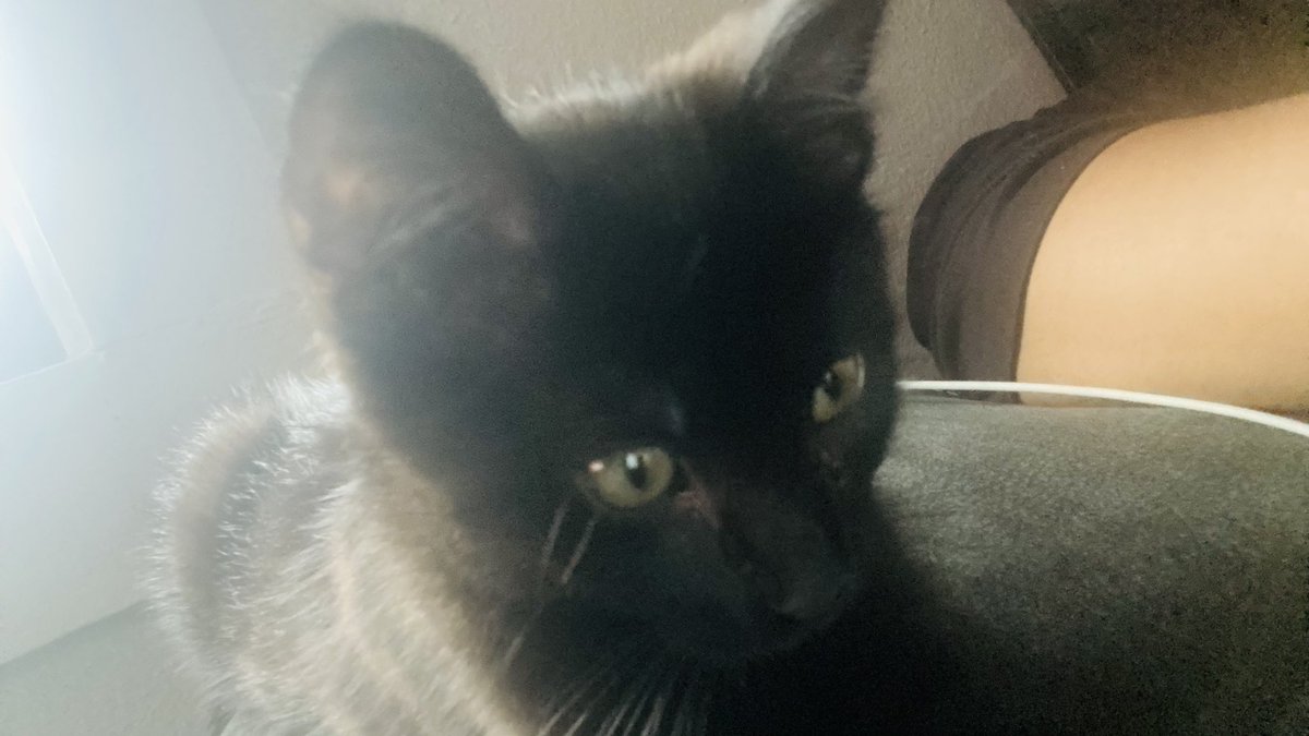 iraqqnae's tweet photo. my baby!! 🐈‍⬛ https://t.co/bUXOUXDBaK