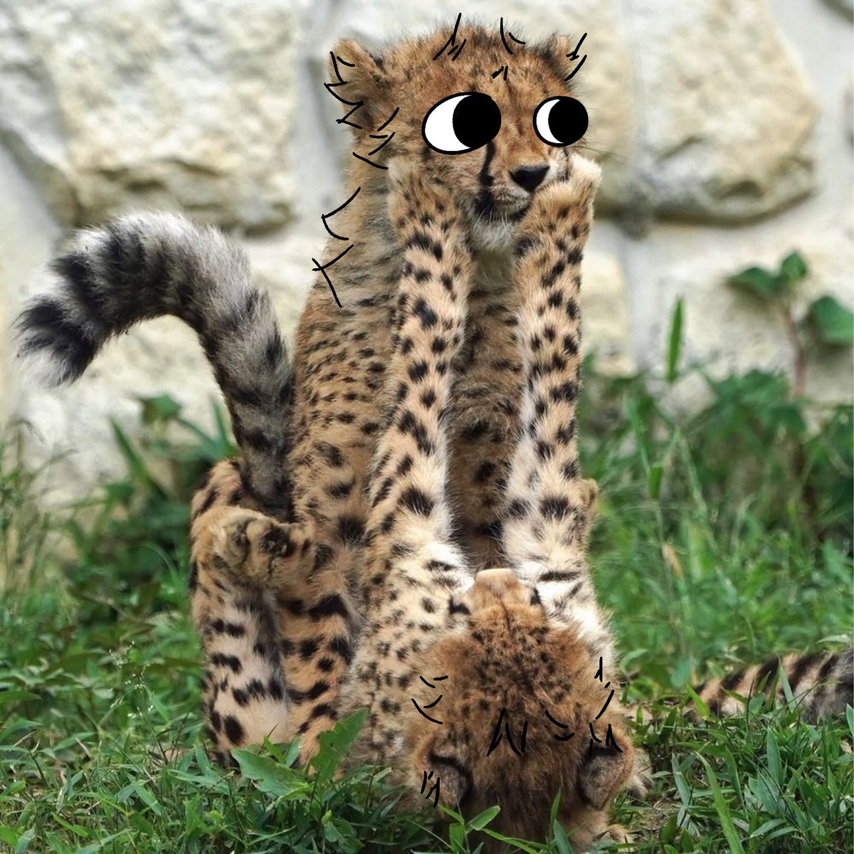 thecatidk's tweet photo. Damn boy #cheetah #animal #art https://t.co/gYz7AOCQvq