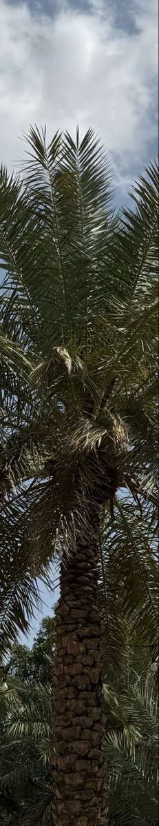 qaranful_1's tweet photo. تصويري لو كان فاصل كتابي https://t.co/oT0s9MKsmx