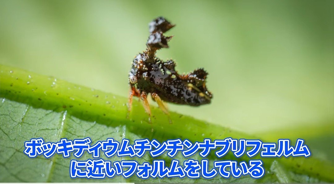 NureyevLine's tweet photo. トノムラさんのYouTube見てたら
すごい名前の生物出てきたわ
未知なる自然はおもしろい https://t.co/DEpQXr8sMI