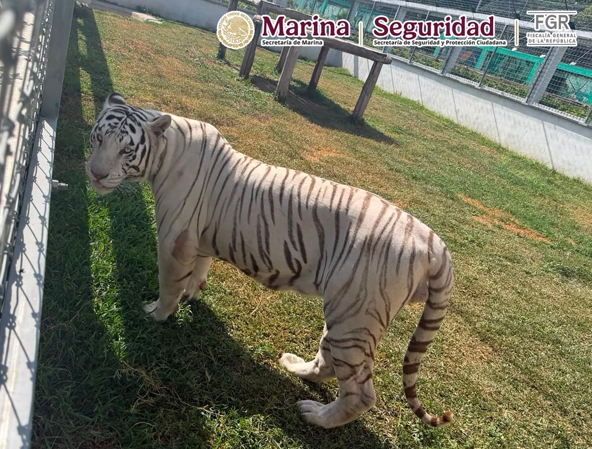 nacholozano's tweet photo. Aseguraron a 130 animales exóticos, incluyendo cinco #tigres de Bengala, tres jaguares, un ligre, 21 monos araña, dos hienas, tres #leones africanos, bisontes, #búfalos y un camello, que estaban dentro de un rancho en #Tamaulipas.

Al menos 35 #ejemplares pertenecen a especies en peligro de #extinción o sujetas a protección especial. Todos quedaron a disposición de #Profepa para su valoración y manejo especializado.

El Gabinete de #Seguridad informó que durante los cateos se detuvo a una persona y también se aseguraron aproximadamente 68 mil litros de #diésel, vehículos, #autotanques, equipo para el manejo de #hidrocarburos, armas de fuego y equipos de comunicación.