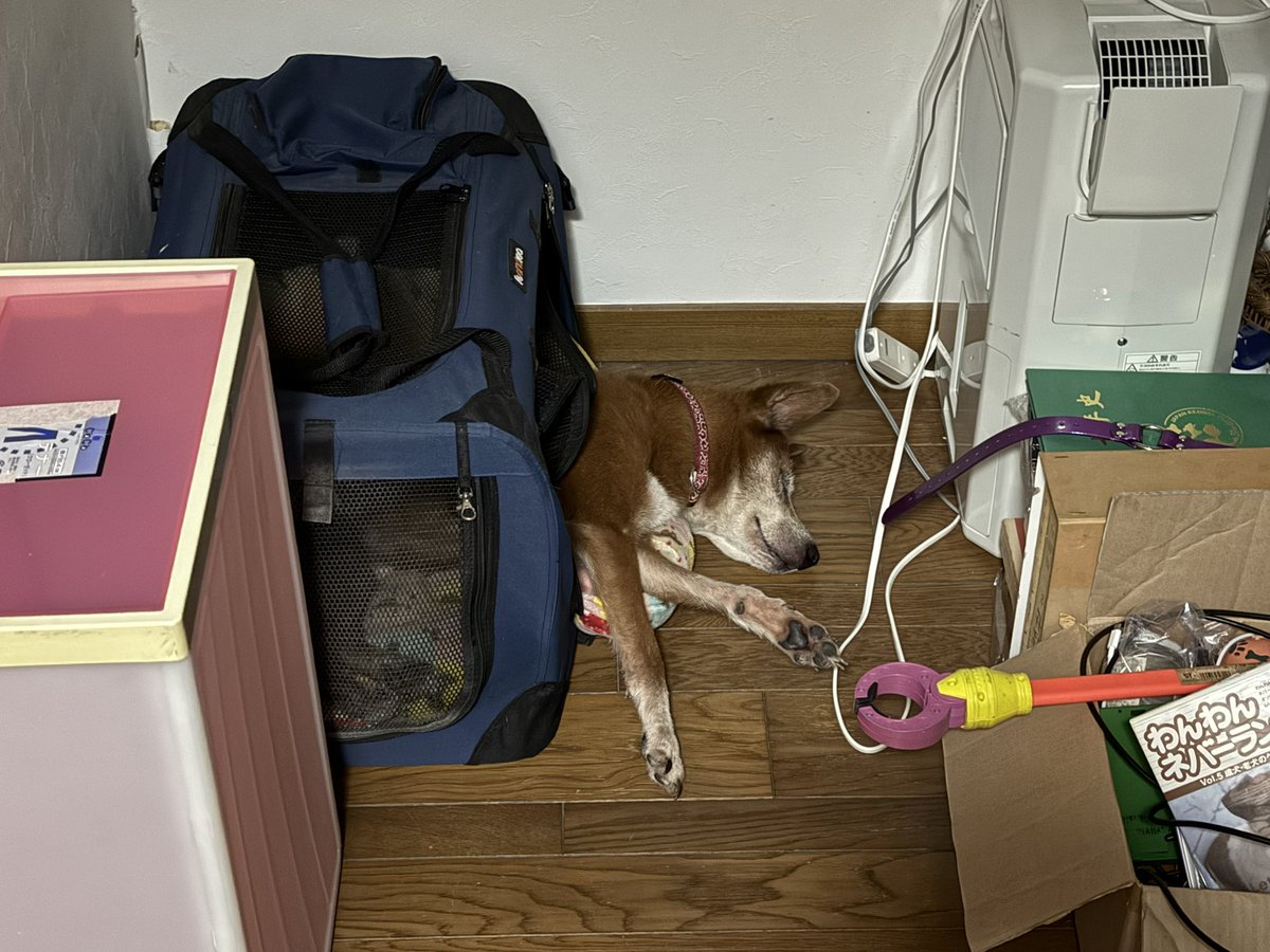 beetle2023322's tweet photo. はみ出して寝てました🐕

#いいねした人全員フォローする
#犬のいる暮らし
 #犬のいる生活 https://t.co/sm1wPugzBV