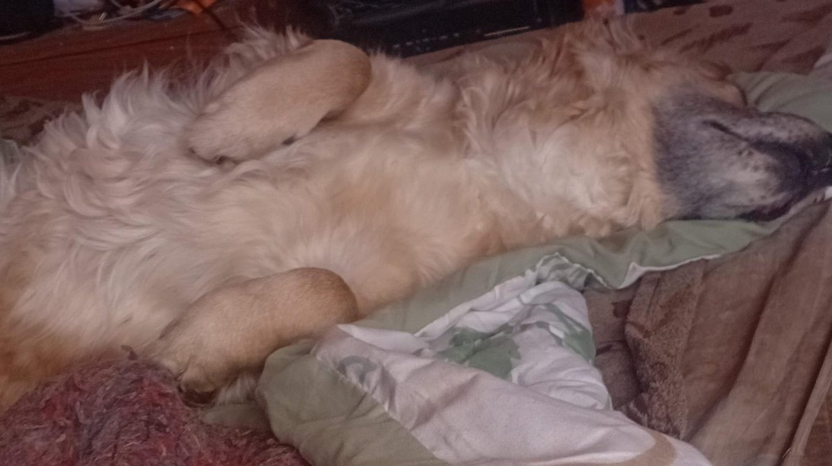 fakumayorga's tweet photo. Que explicación puedo pedirle a la vida si decide llevarse a mi compañera de toda la vida, quien me va a recibir cuando llegue a casa? Quien me va a extrañar cuando este de viaje, casi 2 décadas acompañándome mientras aprendía a vivir.
No se como voy a hacer para vivir sin vos 💔 https://t.co/GHim71k0aw