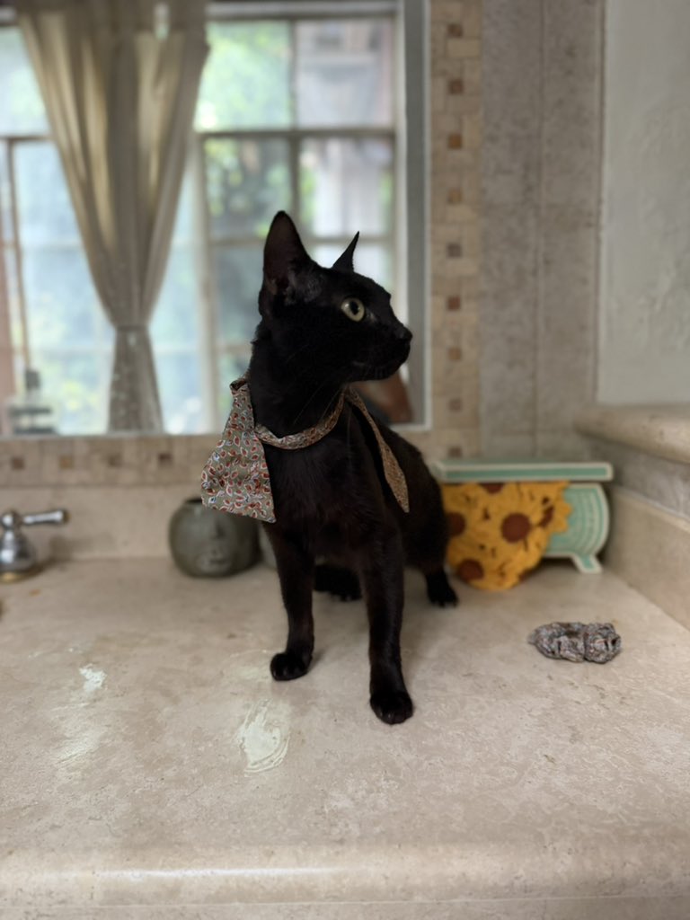 Alina_Gag's tweet photo. Me llamo Felicidad. Tengo alrededor de un año y soy una gatita preciosa hembra. Soy un poco tímida al principio porque algunos humanxs han sido malos conmigo. Pero jamas soy mala. Y si me haces cariñitos quiero estar contigo. 

Llegué a rescatalandia con mis bebés y he sido muy https://t.co/UAvkNXeDuA