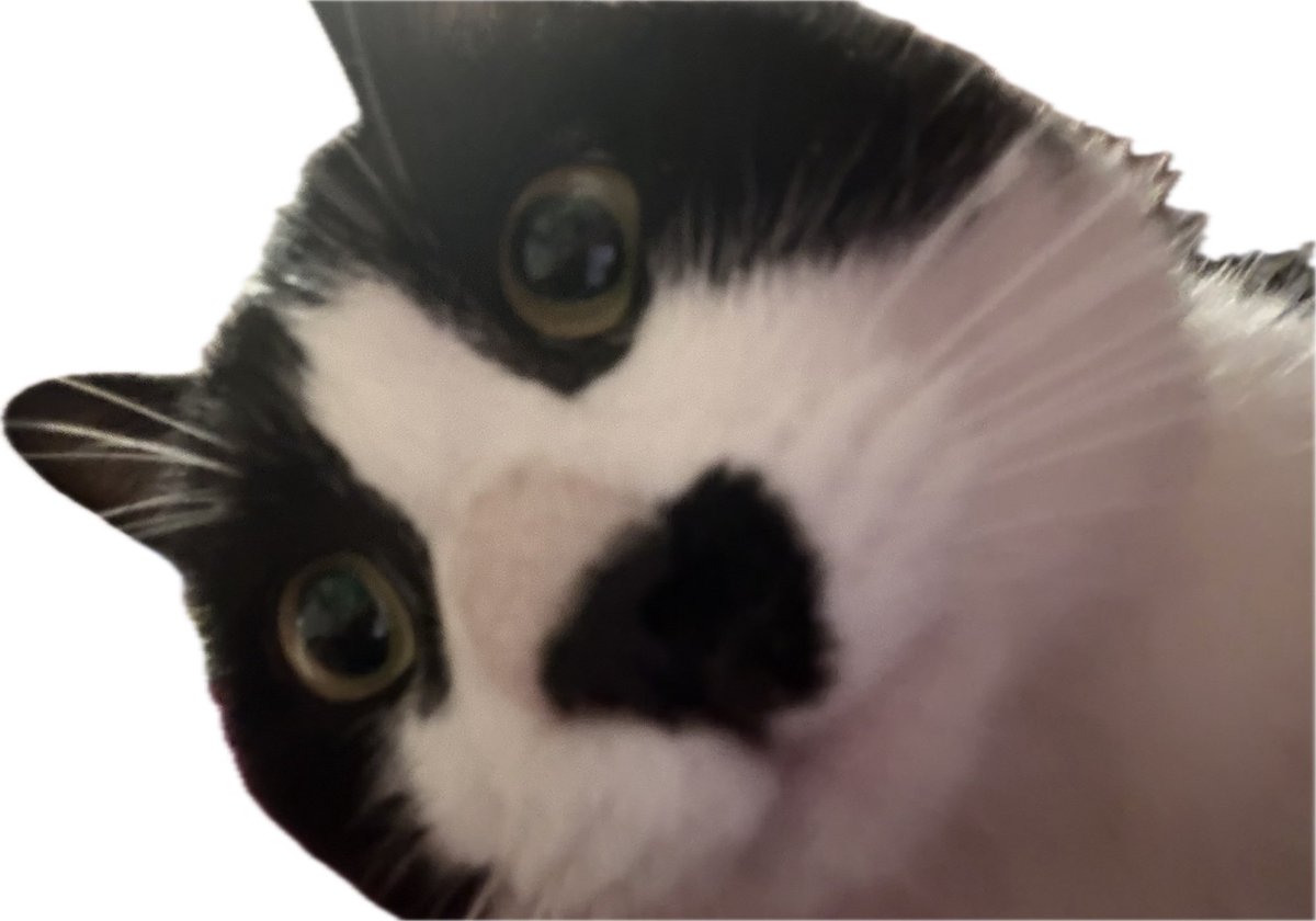 Lacryepiscript's tweet photo. 奶牛猫已接管账号。 https://t.co/dad4r96vdq