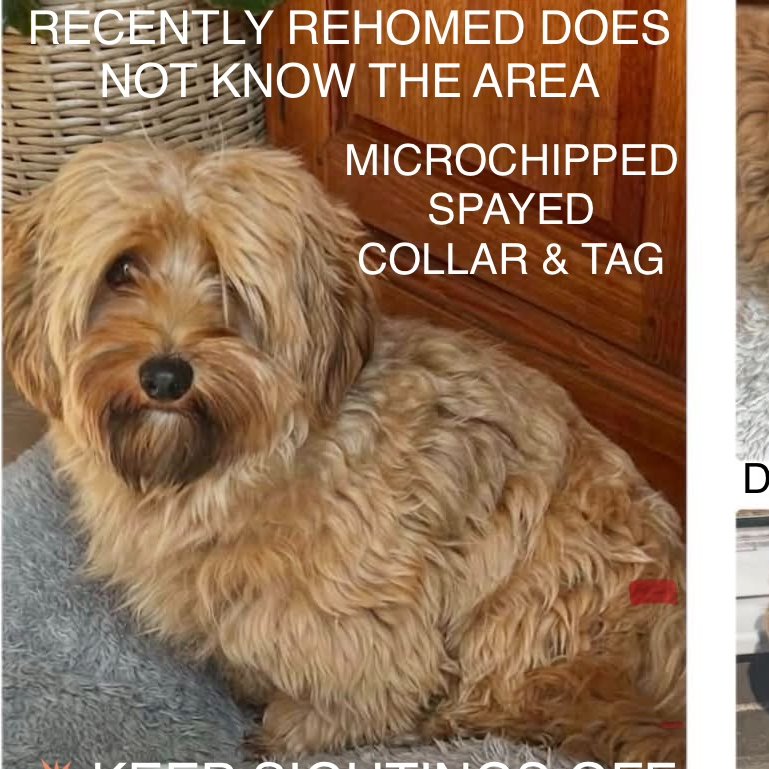 millypod1's tweet photo. HAIKU HOME SAFE. THANKS FOR RT's 😊🐕🐾

🆘24 AUG 2026 #Lost Haiku #ScanMe
YOUNG Cross Breed #Rescue Female 
#Adlington #Lancashire #PR6 
County #Chorley #Lancashire
Newly imported Rescue. Very timid. https://t.co/ebMku6kbVb https://t.co/wPxXandsKZ