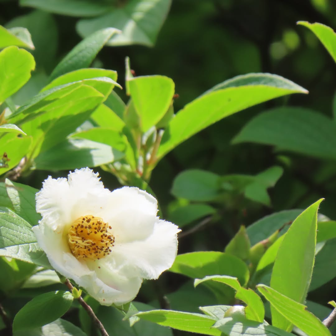 baileytimothy99's tweet photo. Thinking of Shara

In the soft sunlight between rainy days, Japanese stewartia blooms with pure white flowers. Opening in the morning and falling by evening, its brief life evokes the fleeting beauty cherished in Japanese aesthetics. https://t.co/Ce77VRmnuW