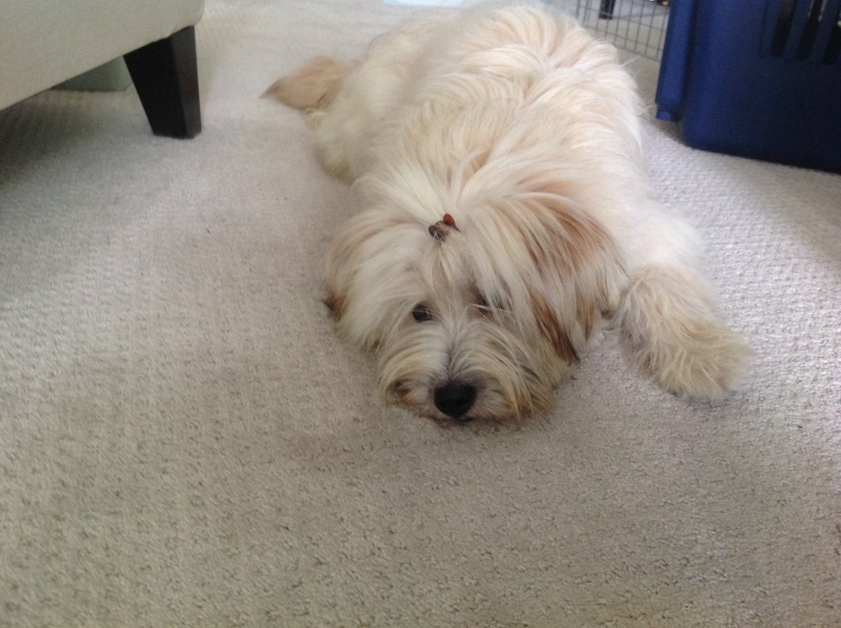 KimShephard3's tweet photo. @CoffindafferFBI Coco, the cutest dog ever ! https://t.co/KEGdJbF6gf