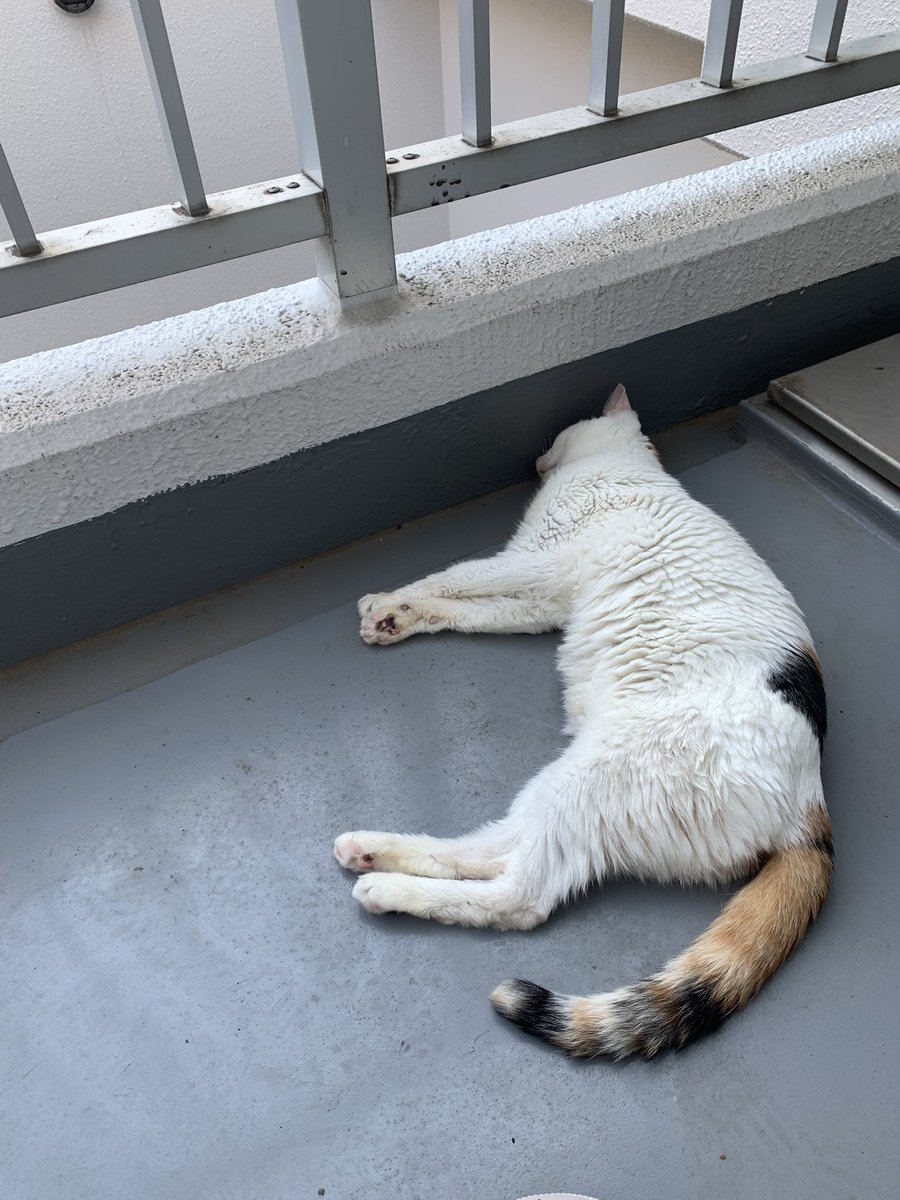 ichi_heart's tweet photo. verandaでのたれ死んでるー
#cat #ねこ #猫 #猫と暮らす生活 https://t.co/kDljdnP8kp