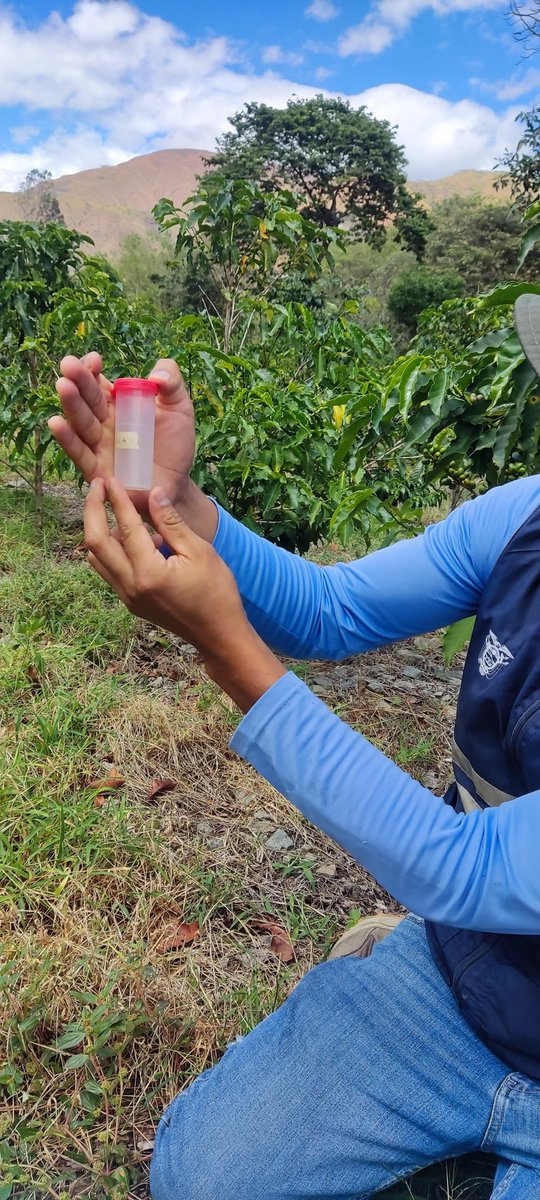 AgrocalidadZ7's tweet photo. 🔎 | #VigilanciaFitosanitaria

Ampliamos la vigilancia de insectos vectores en cultivos de café con presencia de 𝘟𝘺𝘭𝘦𝘭𝘭𝘢 𝘧𝘢𝘴𝘵𝘪𝘥𝘪𝘰𝘴𝘢🦠, en Vilcabamba.

🌱 Recolectamos insectos para identificación y análisis para prevenir la plaga.

#ProtegemosElAgroEcuatoriano💪🏽 https://t.co/XbAwsLY1Aq