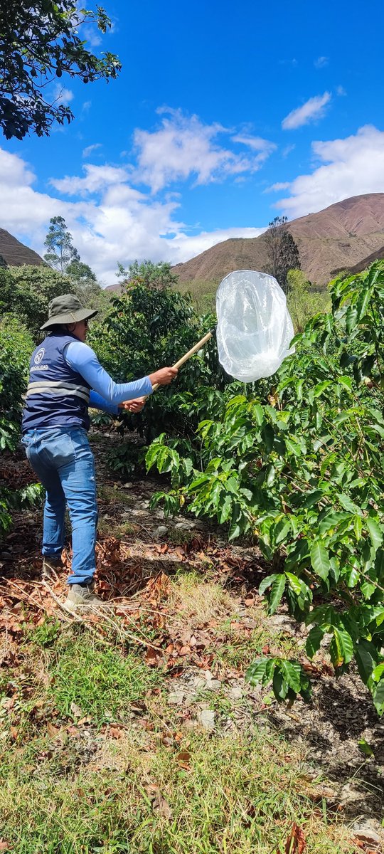 AgrocalidadZ7's tweet photo. 🔎 | #VigilanciaFitosanitaria

Ampliamos la vigilancia de insectos vectores en cultivos de café con presencia de 𝘟𝘺𝘭𝘦𝘭𝘭𝘢 𝘧𝘢𝘴𝘵𝘪𝘥𝘪𝘰𝘴𝘢🦠, en Vilcabamba.

🌱 Recolectamos insectos para identificación y análisis para prevenir la plaga.

#ProtegemosElAgroEcuatoriano💪🏽 https://t.co/XbAwsLY1Aq