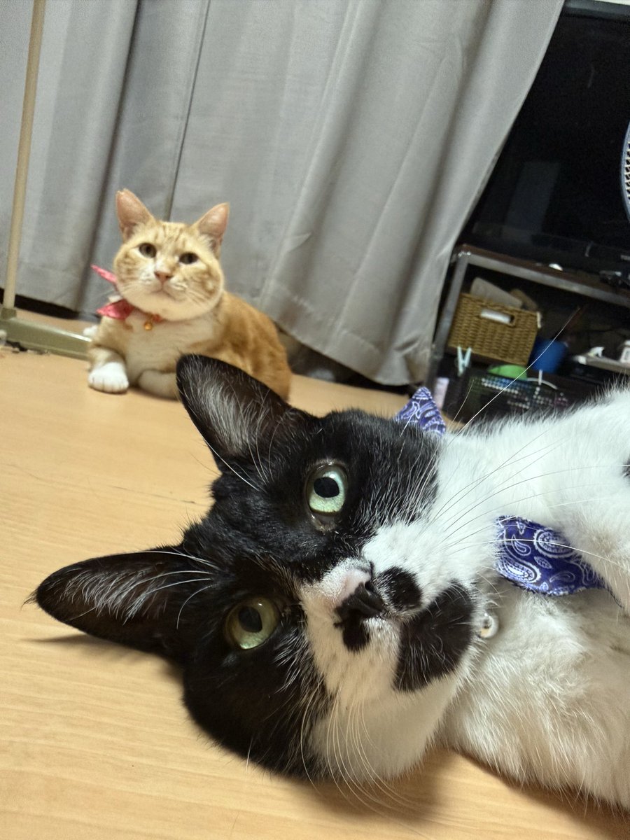monakakinako's tweet photo. このアジなんかツボる。
待ち受けにしよー✨ https://t.co/2jPyGR5WE9