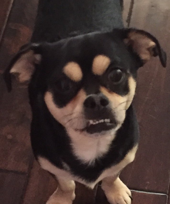 john8three2's tweet photo. @FrankFurter420a My dog. 
Baked potato night his favorite night https://t.co/B4XdwGj6NO