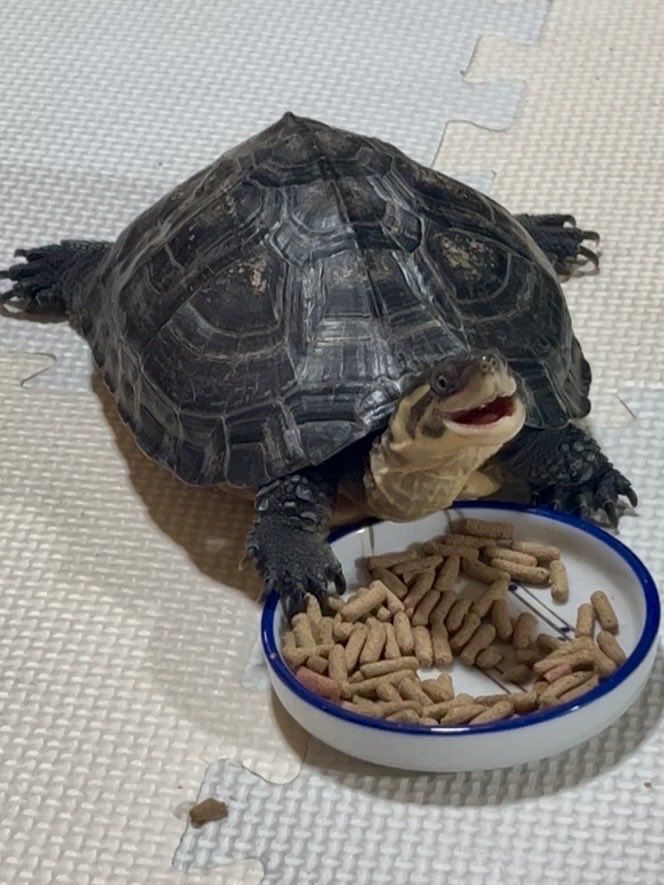 Keito_Pochan's tweet photo. ポちゃんはゆっくりたくさん食べます https://t.co/fzpNBJS6D6