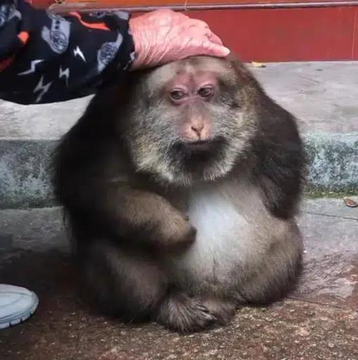 frontrunquant's tweet photo. Xing Xing is undoubtedly the most viral monkey on Earth and is basically the Jimothy of monkeys.

He lost his arm in a trap as a child, and now everyone has seen Xing Xing.

We’re in a monkey meta.

There is simply no better time to send Xing Xing. https://t.co/Gw17g4q39n