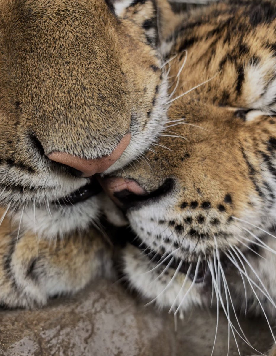 twaniimals's tweet photo. https://t.co/BggTdfIl4j