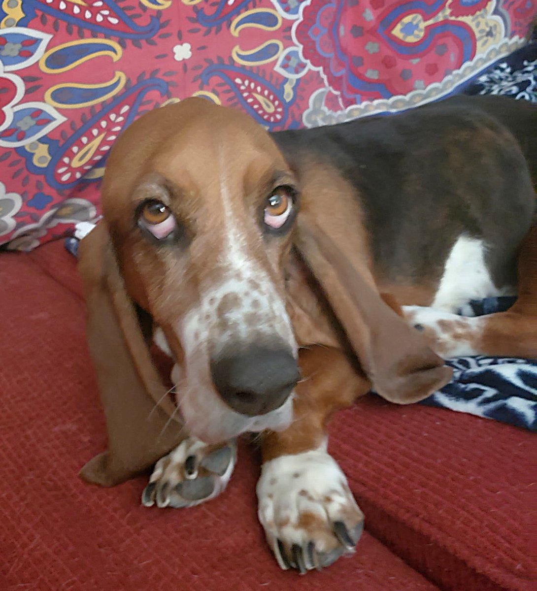 GABR_Bassets's tweet photo. Aarrhhoooo! Molly is a 5 yr old #BassetHound who will be ready to find her forever home soon!

Keep an eye on https://t.co/cNe6zGFceb for updates and more info on this lovely gal!

#AdoptDontShop #Basset #RESCUE https://t.co/QtO0We122C