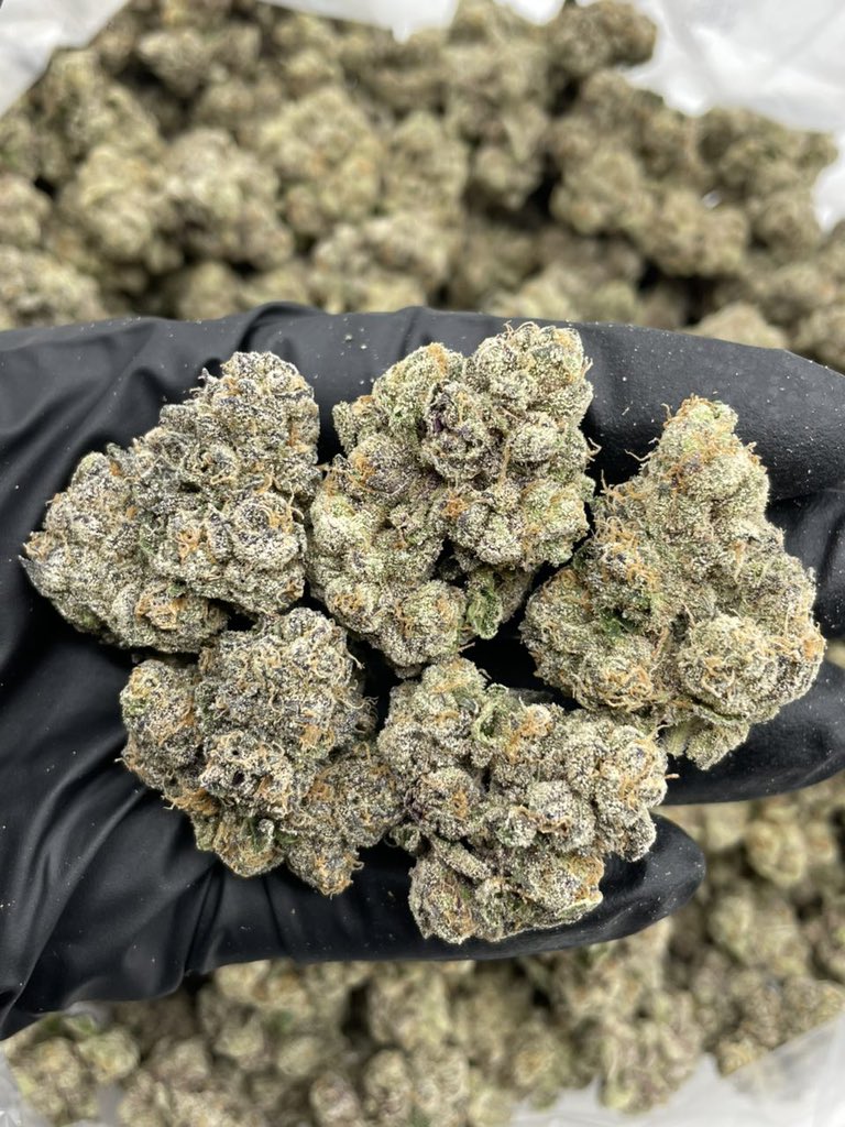 SundropGenetic's tweet photo. Permanent PBB indoors 🖊️🥜
Bomb low ticket exotic ins 💣 gassy cut of Peanut Butter Breath x Permanent Marker with a fire nose 🔥 nice lime green and purple bag appeal

https://t.co/FDXMTqzC8b

#NewYork #Florida #lllinois #NewJersey https://t.co/osefeBgC6R