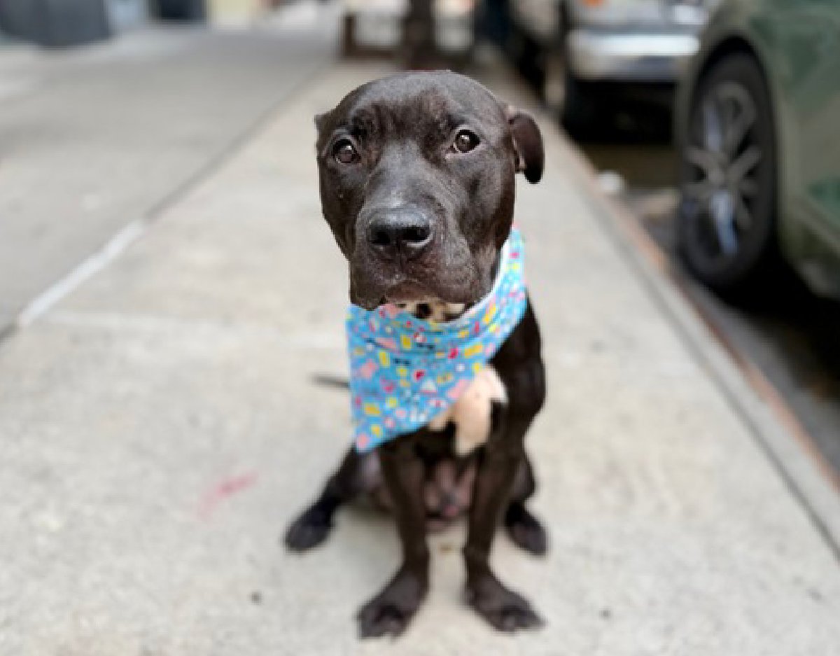 notthesameone2's tweet photo. 🐾1-y/o Flocca  surrendered mid July b/c owner homeless. Listed for scratching kennel walls & removing/ flipping over his kennel drain cover. Good leash-walker, super social, waggy, bouncy, food-motivated, cute, playful & young. Earned 2nd best behavior rating & has been on walks & was neutral passing strangers & dogs. Available to foster or adopt 8/29: https://t.co/cqvIRd05e4