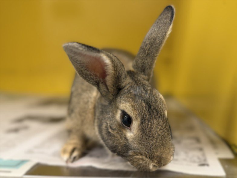 eastvalleybun's tweet photo. My friends at North Central Animal Shelter have Bob who is a mellow boy. He is very friendly &amp; chill. He is a very cool honey color to match his laid back personality. Let’s get him to a rescue or forever home..Call 1-888-452-7381 #adopt https://t.co/XVQm0Ey5vg