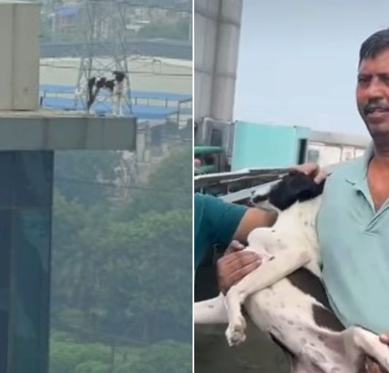 ashokmalik's tweet photo. 'How did it get there?' #Netizens ask after '#dogesh_bhai' found atop 12-storey #Gurugram building
Users demand #CCTV footage
https://t.co/m4Nz7rLQlI https://t.co/pPq3Jck5B0