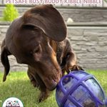 Photo by Truly Force Free Animal Training (@forcefree_pets)
