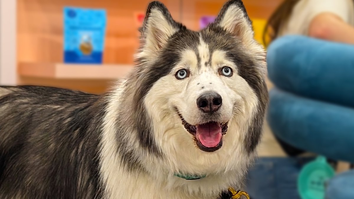 Gone2theSnowDog's tweet photo. Time for a new vlog!  https://t.co/ppvPP6ppNv  This was so crazy!  Not only did this dog remind me of Oakley, the dog's NAME was Oakley!!! https://t.co/F0s1fYe5GU