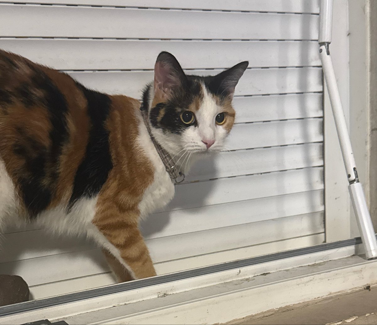 itskyojuro's tweet photo. Le chat n’a pas aimé l’orage . https://t.co/7RuVz1rfx5