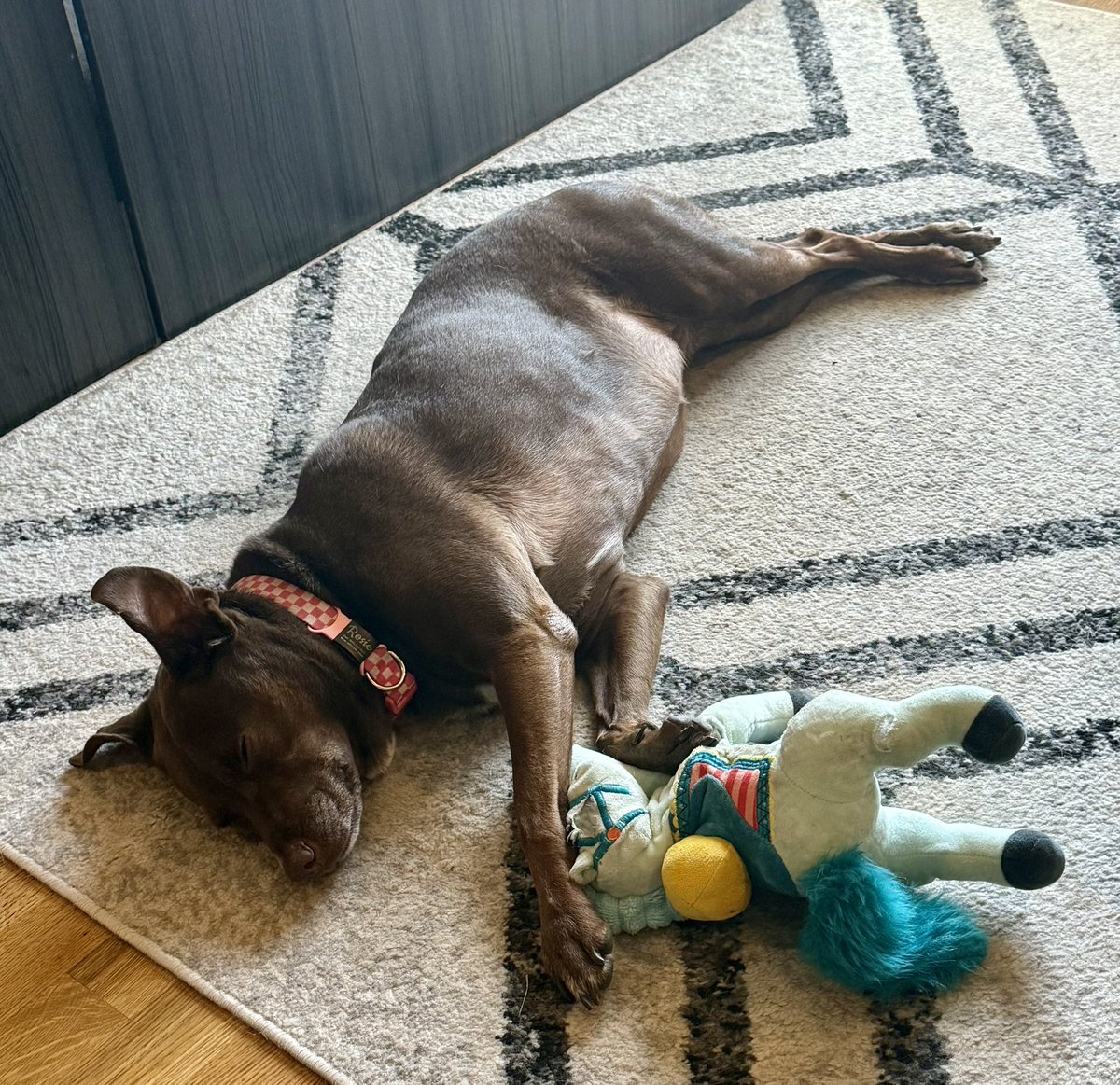 RealBenShelton's tweet photo. Rosie and her toy fought to a draw in my office today. #StruggleIsReal https://t.co/iJxyMaPoFP