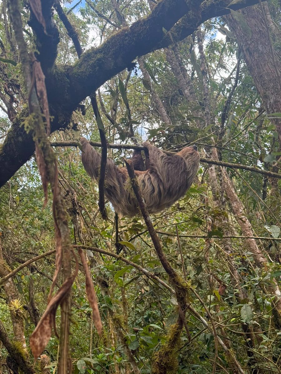 Alfred_Balle's tweet photo. ¡Seguimos protegiendo nuestra fauna silvestre!

Un mono tití de manos amarillas fue incautado por la Policía de Carabineros en una vivienda de Ciudad Verde, Soacha, donde permanecía en condición de tenencia ilegal. Será trasladado al Centro de Atención y Valoración de Fauna Silvestre de la CAR en Tocaima.

Además, un perezoso de dos dedos fue rescatado en Subachoque y reubicado en su hábitat natural junto a la Alcaldía y la Fundación El Bosque y La Niebla.