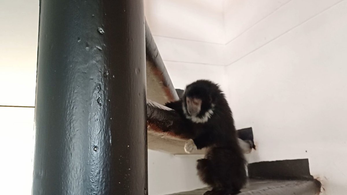 Alfred_Balle's tweet photo. ¡Seguimos protegiendo nuestra fauna silvestre!

Un mono tití de manos amarillas fue incautado por la Policía de Carabineros en una vivienda de Ciudad Verde, Soacha, donde permanecía en condición de tenencia ilegal. Será trasladado al Centro de Atención y Valoración de Fauna Silvestre de la CAR en Tocaima.

Además, un perezoso de dos dedos fue rescatado en Subachoque y reubicado en su hábitat natural junto a la Alcaldía y la Fundación El Bosque y La Niebla.