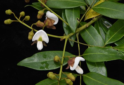 Phytotaxa's tweet photo. Two new endangered species of #Ormosia (#Fabaceae) from Guangdong, #China
#taxonomy
https://t.co/3k54YrEFn7 https://t.co/NChcUwNtH7
